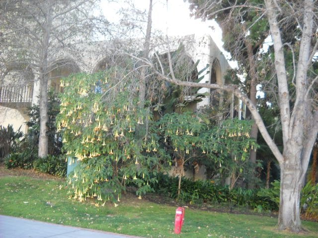 Flowers galore on SDSU campus in winter.