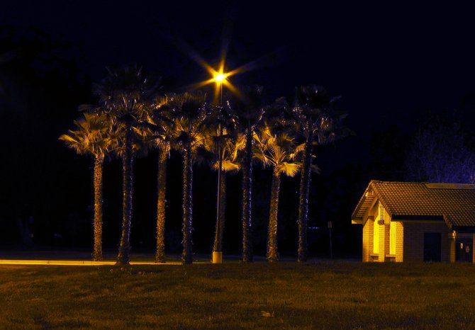 Palm grove at Kit Carson Park.