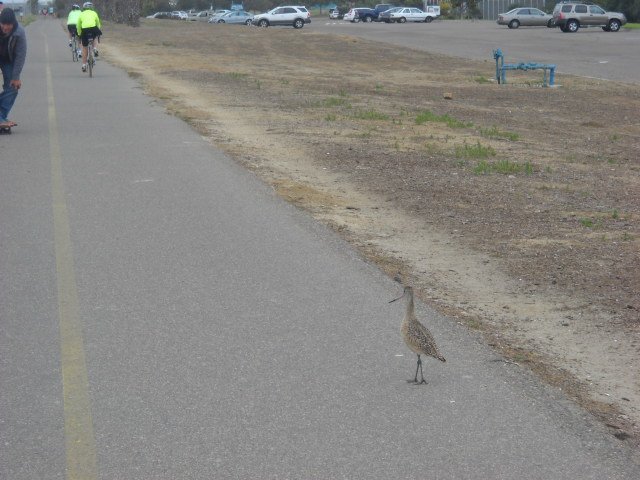 Avian inquisitive about all the action on the OB Bike Path!