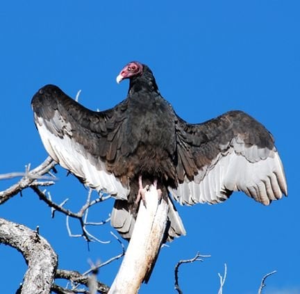 The Welcome Back Buzzards birding festival in Superior, Arizona, welcomes back turkey vultures.