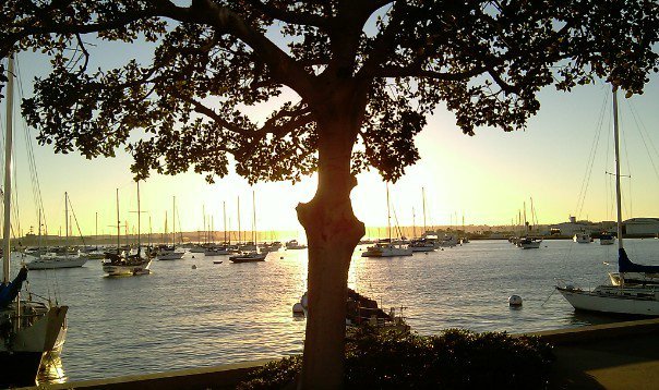 Tree outlined by sun showing San Diego boats in the harbor downtown on a warm sunshine day