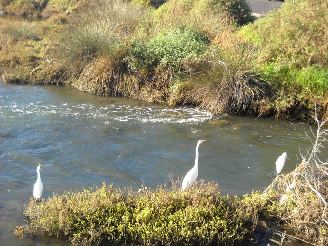 Snowy egrets a Famosa Slough