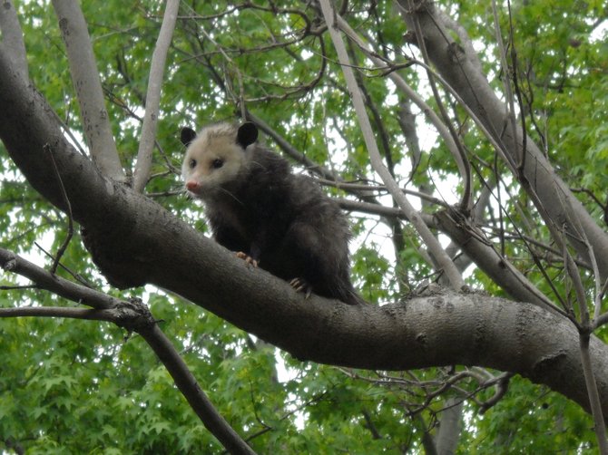 Spring is in the air when the baby possums are in the trees outside your window!
