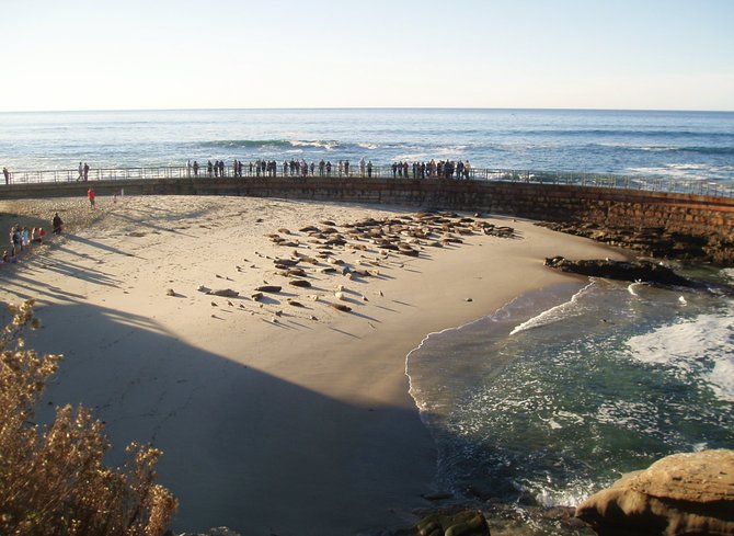People enjoying the seals from a safe distance at the Children's Pool in La Jolla.
