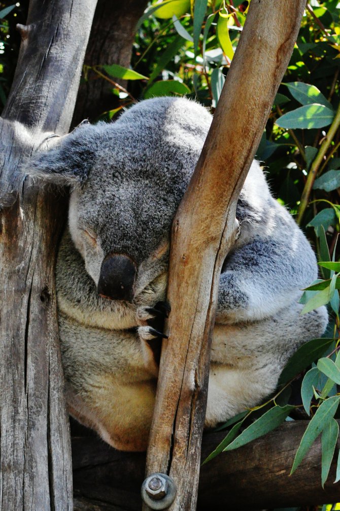 San Diego Zoo.