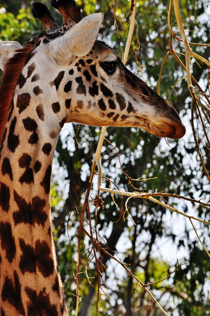 San Diego Zoo.
