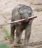This is one of the new cuties at the San Diego Wild Animal Park a.k.a Safari Park.This baby picked up the tree bark, and brought …