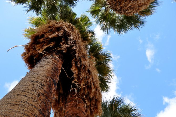  Desert Oasis hike in Joshua Tree National Park.