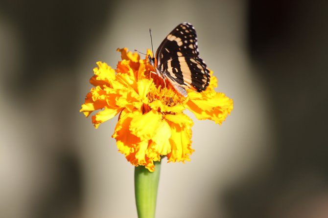 A monarch butterfly resting on a flower in my garden.  It seems that my little garden has the ability to attract many species of birds and butterflies.
"it's a Vilma!"  Vilma Ruiz Pacrem