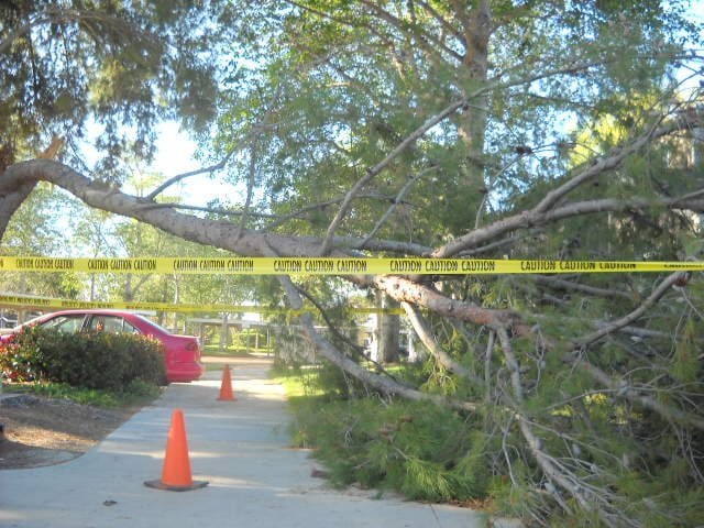 Another big tree branch bites the dust on a windy day at Mariner's Cove Apartments.