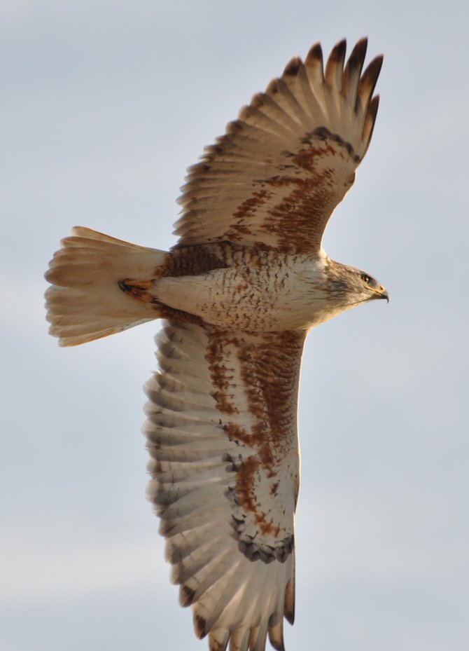 A new meaning to "Hawkeye"  The Imperial Valley is located 120 miles East of San Diego.