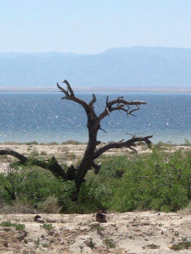 A lonely tree stump meets the sea, the Salton Sea.