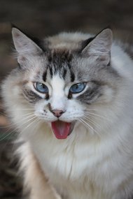 photo thumbnail