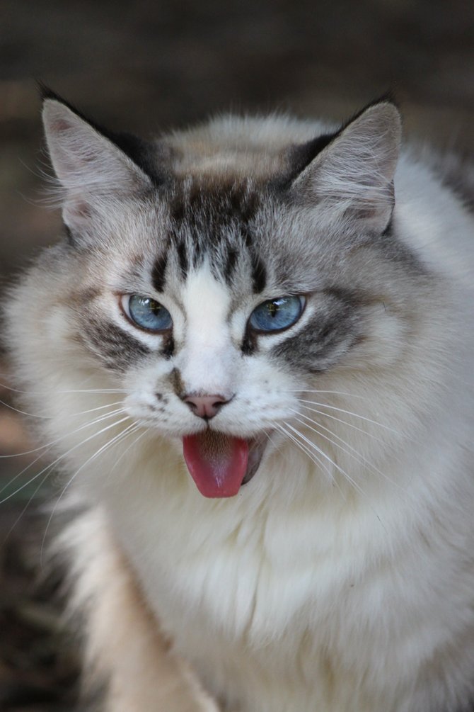 Meow Meow looking hot!  It was a very hot summer last year and she loves being outdoors.