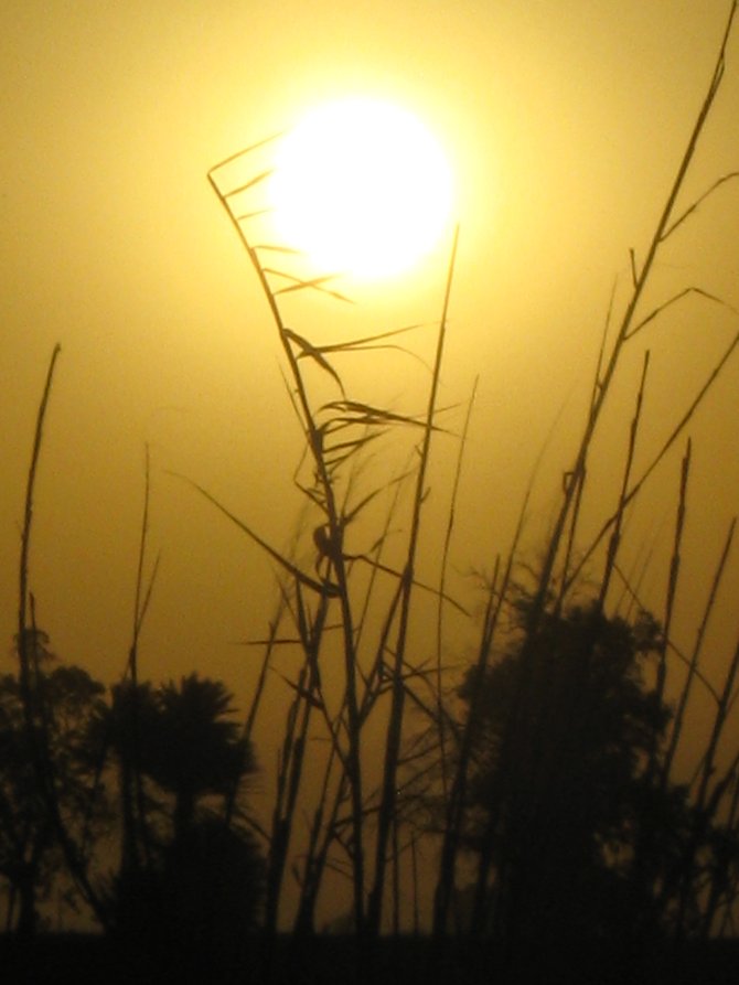 A very hot summer's sunset in the Imperial Valley.
"it's a Vilma!"  Vilma Ruiz Pacrem