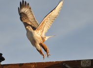 photo thumbnail