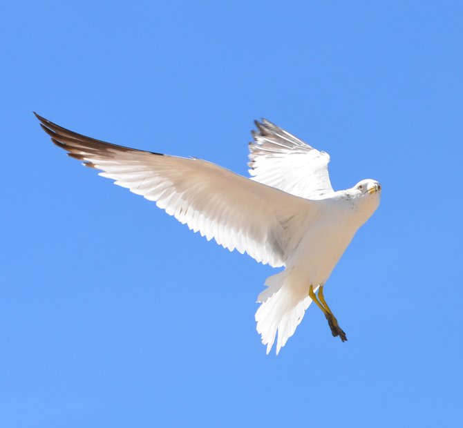 Seagulls do live inland!  This one and hundreds like himlive at the old El Centro, CA. WalMart parking lot.