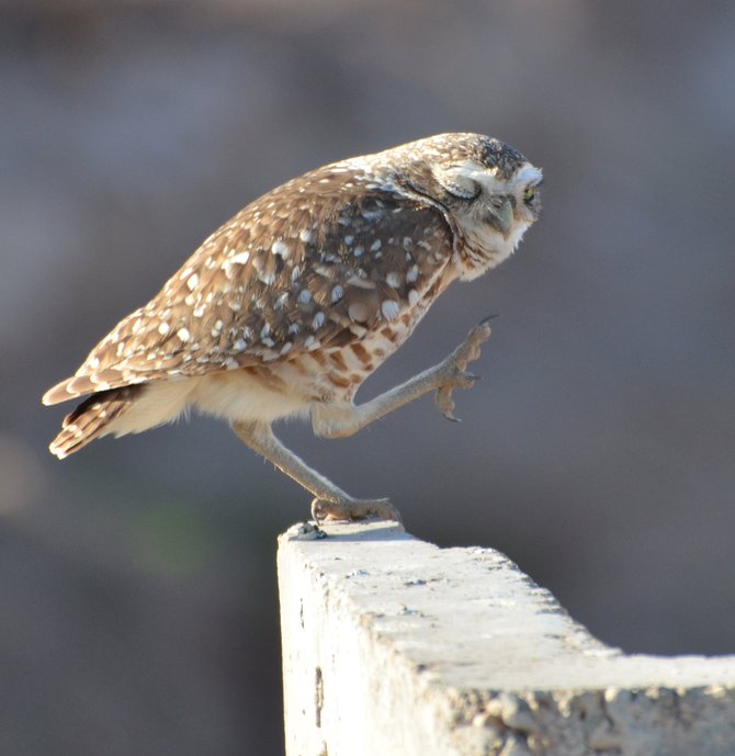A burrowing owl has a groovy spirit..."let's jiggy!"