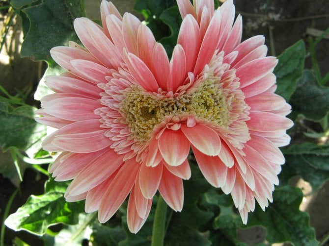 My flower seems to have forgotten to "separate" into two flowers and became a "siamese" instead.  I have had this plant for nearly 3 years and it has never given another flower like this!