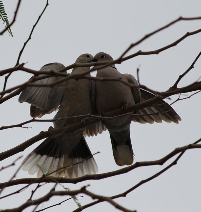 "Loves Doves in my garden!"
"it's a Vilma!"  Vilma Ruiz Pacrem