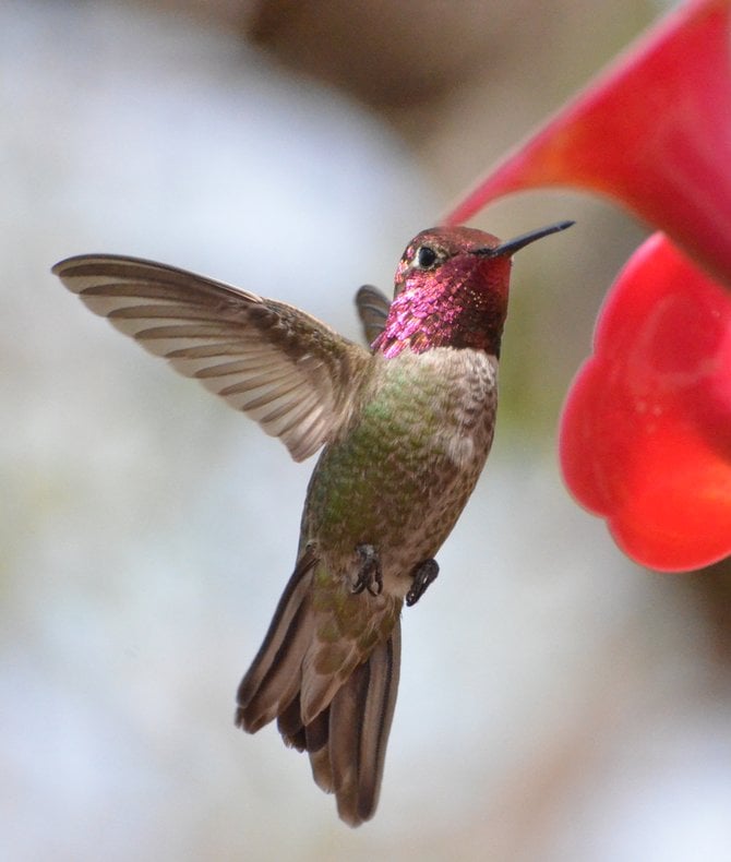 Costas Hummingbird flying around the garden.
"it's a Vilma!"  Vilma Ruiz Pacrem