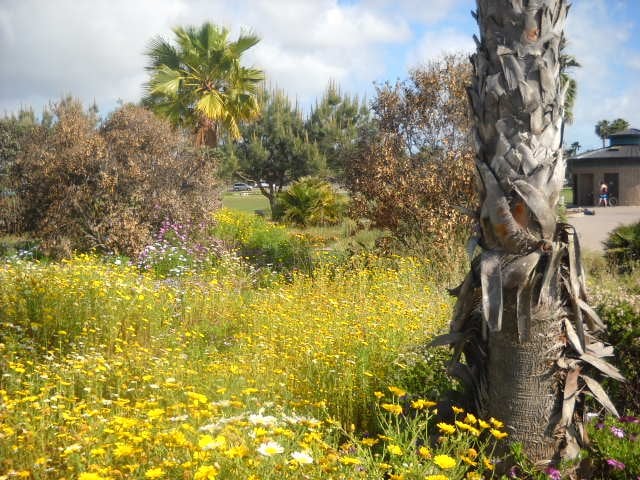 Spring flowers along OB Bike Path.