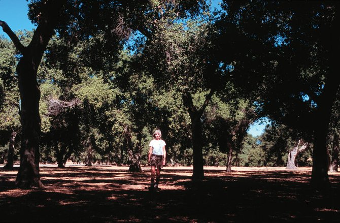 Alone among the Oaks of Portero Park
