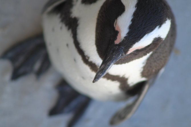 Shot at the penguin colony on the Cape in South Africa.