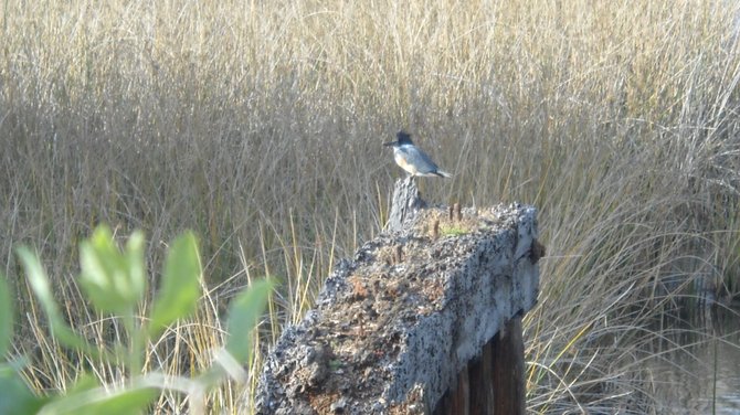 Colorful bird at Famosa Slough. Midway district
