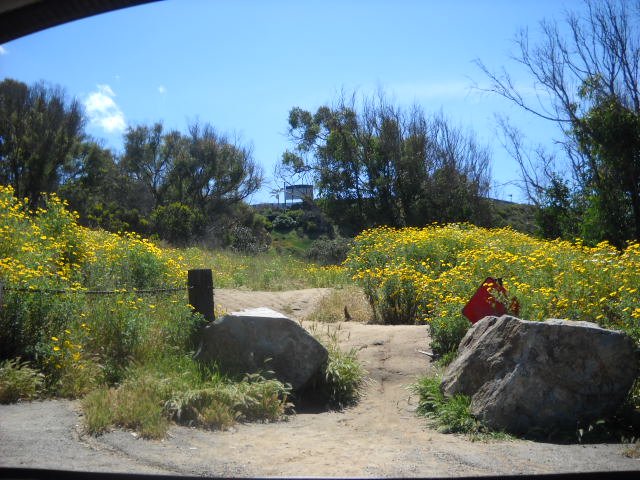 The natural beauty of Sunset Cliffs in Ocean Beach.