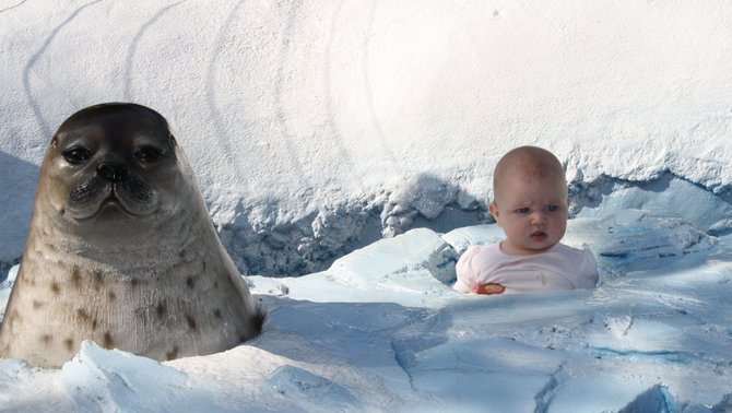 This is a picture of our sweet 5 month old daughter, Isabella, at the Polar Bear Exhibit at the San Diego Zoo.  Her little head is popping up through the ice, just like the seal's head.
