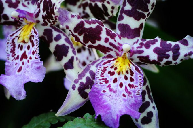 Earth Day Orchid