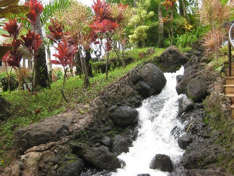 Getting out of the room of the Westin Hotel and Resort, in Maui, you are surrounded by amazing native vegetation and waterfalls...