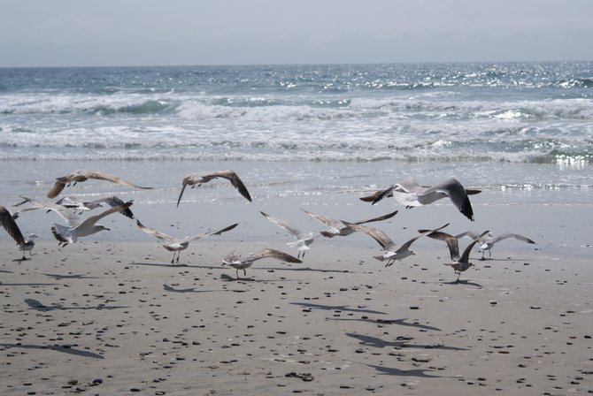 Seagulls hovering preparing to fly away.
