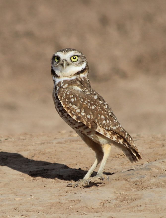 A Burrowing Owl is seen here looking very majestic.  They live on the ground near fields and canals.
"it's a Vilma!"  Vilma Ruiz Pacrem