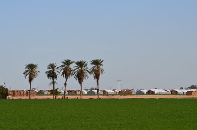 Our valley grows many different crops and is also a large supplier of alfalfa worldwide.