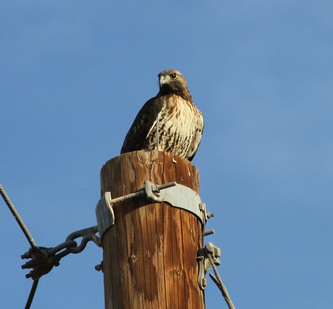 This hawk and many others reside in the Imperial Valley for the winter.  This photo was taken on the outskirts of Holtville, CA.
"it's a Vilma!"  Vilma Ruiz Pacrem