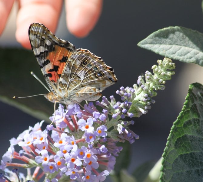 "Butterfly meets little girl!"  My niece was able to touch this butterfly.
"it's a Vilma!"  Vilma Ruiz Pacrem