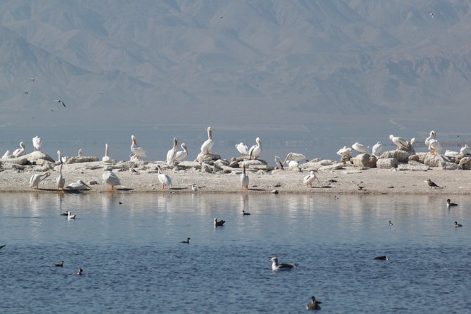 The Salton Sea with its wonderful wildlife.  This photo was taken at North Shore in the Imperial County line.