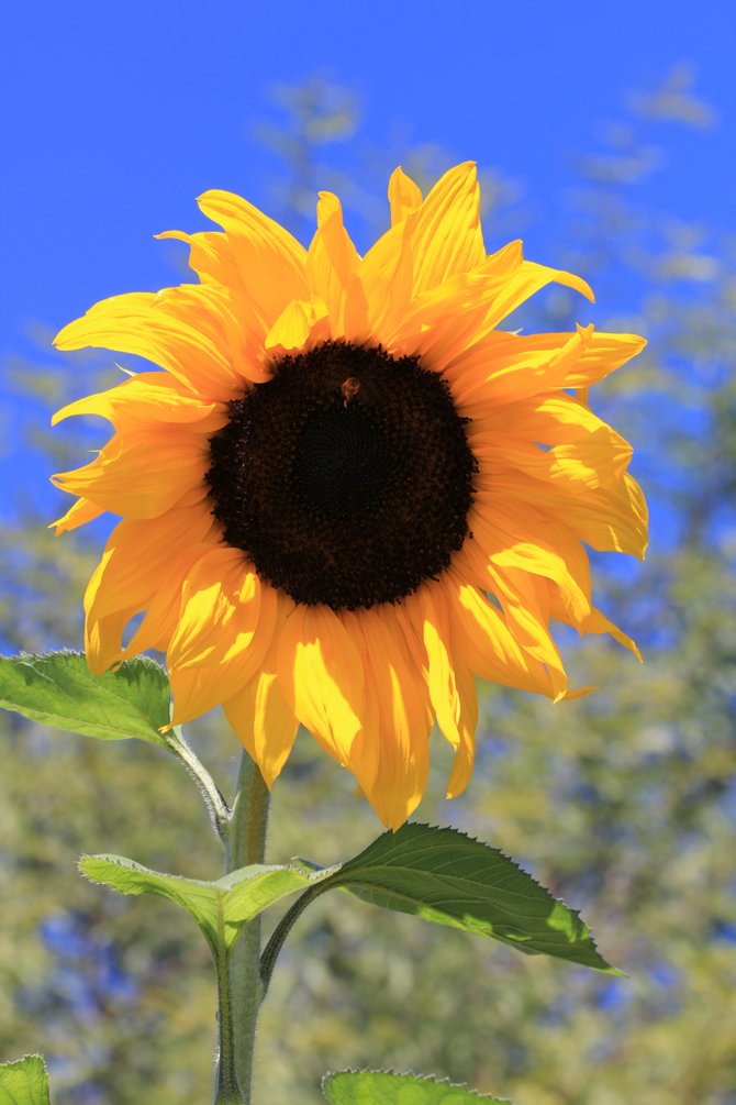 One of many sunflowers I grow in my garden.
"it's a Vilma!"  Vilma Ruiz Pacrem
