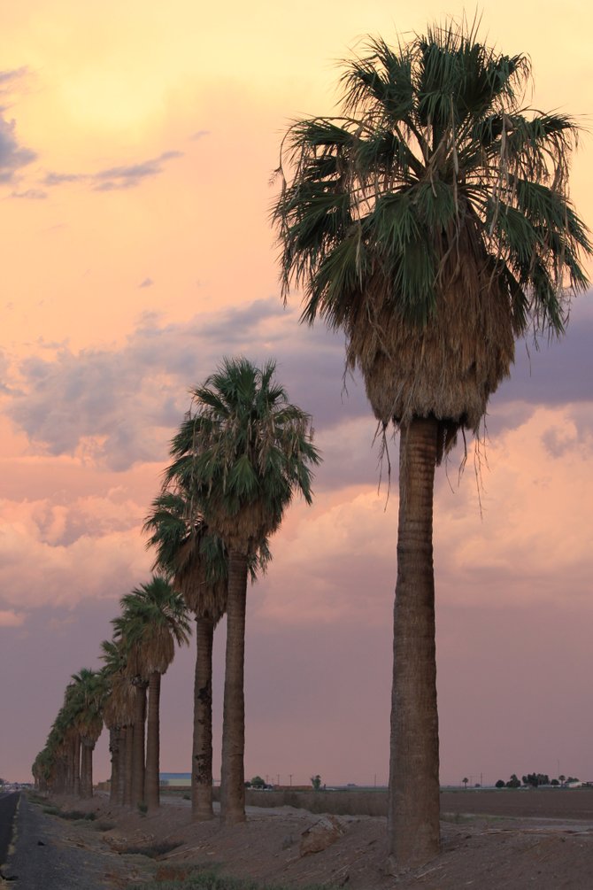 A row of palm trees grow tall and proud on Hwy 78, 3 miles East of Brawley, CA.
"it's a Vilma!"  Vilma Ruiz Pacrem
