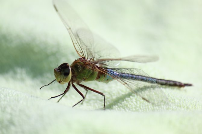 This Dragonfly was such a great sport, it struck a pose for the camera.