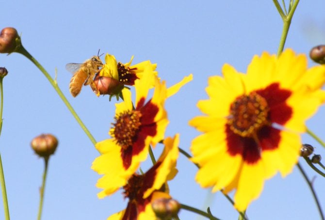 A bizzy buzzing bee feeding off a wildflower in my garden.