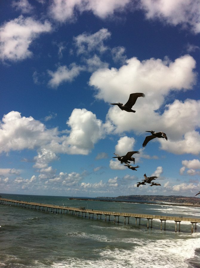 Pelicans on a beautiful cloudy day.