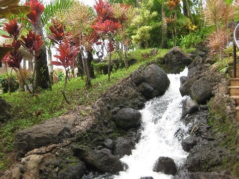 "Native Plants of Maui, Hawaii Around Westin Hotel"