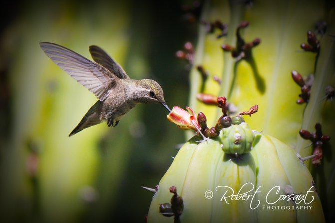 I took this photo at Balboa Park Botanical Garden.  This humming bird was a gracious model for my camera!