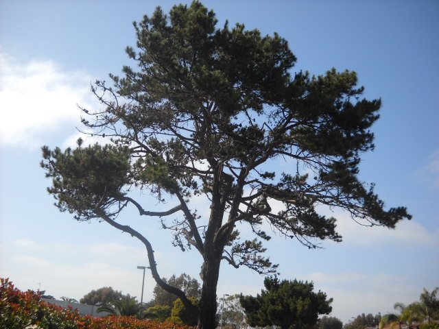 eautiful pine tree in Del Mar street median.