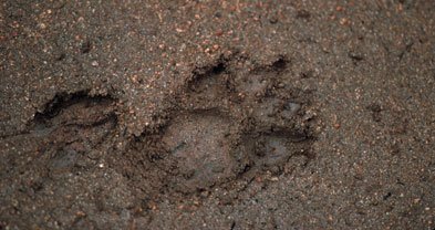 Mountain lion and deer tracks on the San Juan Trail suggest there was a terrific chase.  