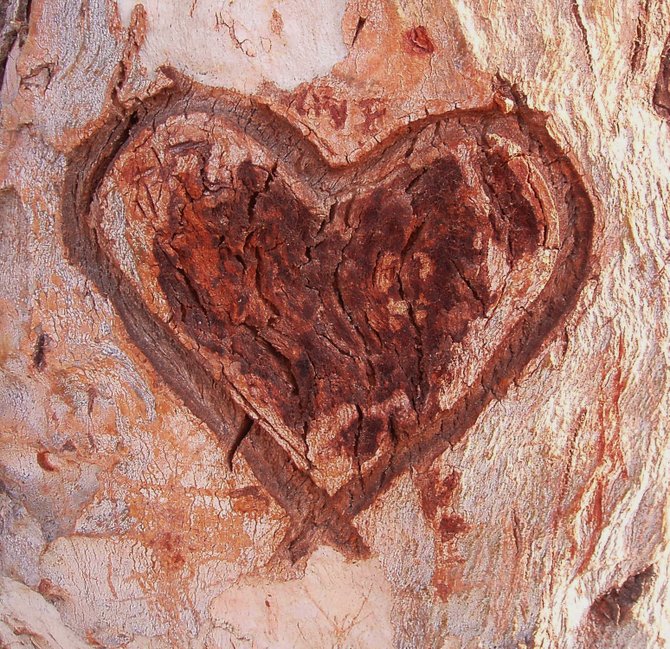 An ode to love carved into the side of a eucalyptus tree in La Mesa
