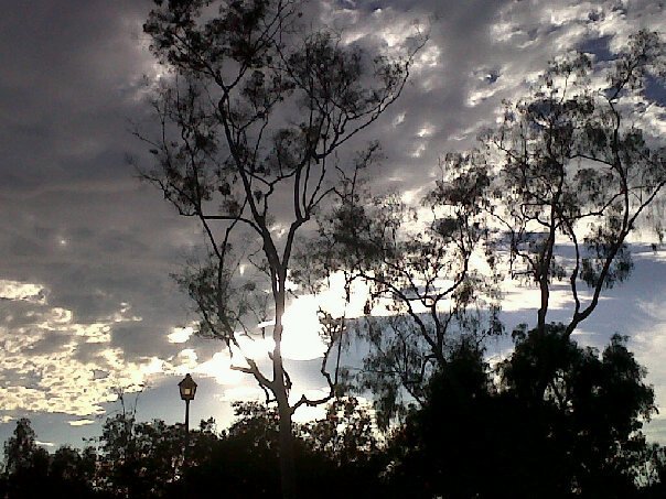 Eucalyptus trees at Hilltop Park in Chula Vista.